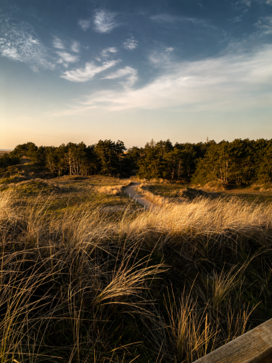 Dünenlandschaft in St. Peter-Ording bei Abendsonne Dünenlandschaft in St. Peter-Ording mit Strandhafer und Kiefernwald im warmen Abendlicht.