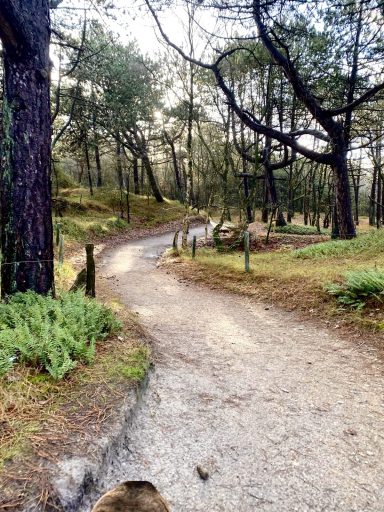 Dünenwald und Wanderwege in St. Peter-Ordin Naturpfad durch den Dünenwald von St. Peter-Ording zwischen Kiefern und Dünenvegetation.